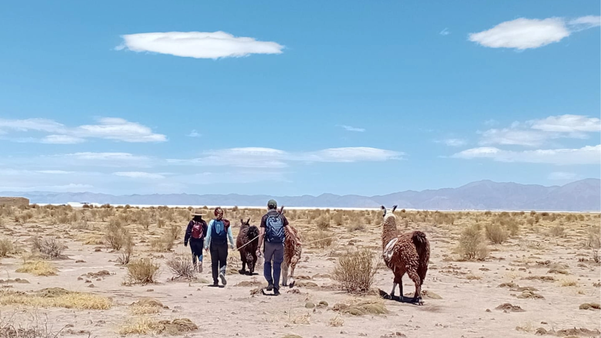 Llamas paseando con turistas